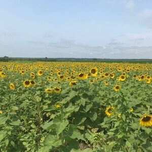 Meet your Posher, Celeste